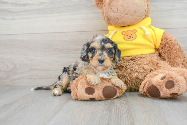 Best Cavapoo Baby