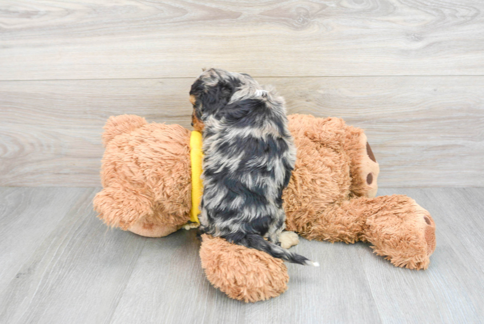 Sweet Cavapoo Baby