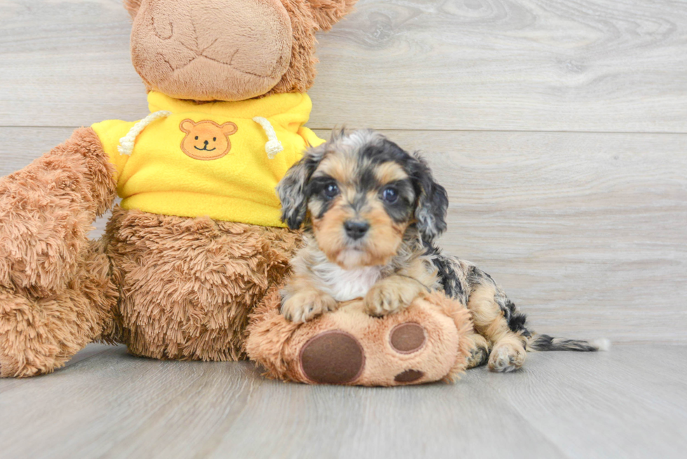 Cavapoo Puppy for Adoption
