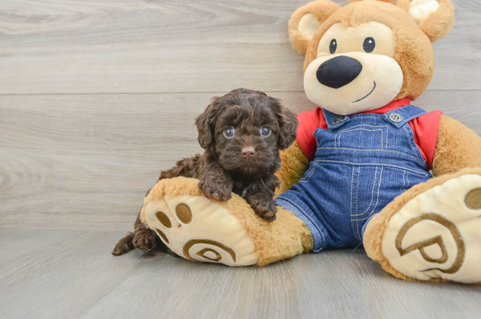 5 week old Cavapoo Puppy For Sale - Lone Star Pups