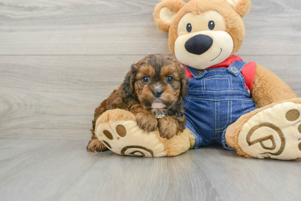 Cavapoo Pup Being Cute