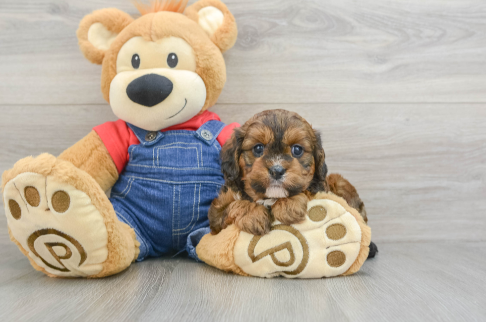 5 week old Cavapoo Puppy For Sale - Lone Star Pups