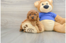 Cavapoo Pup Being Cute