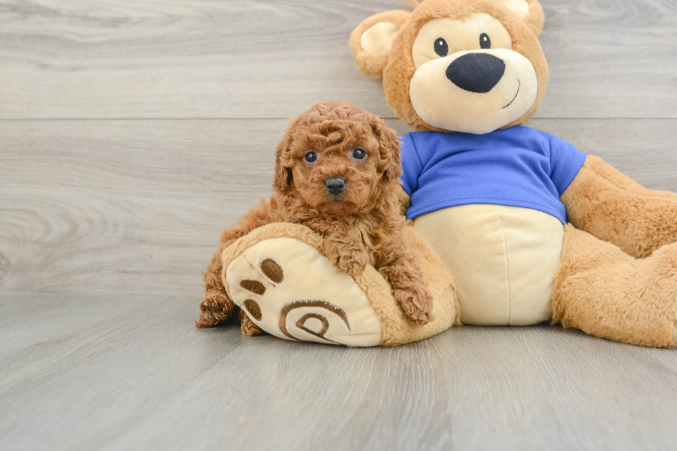 Cavapoo Pup Being Cute