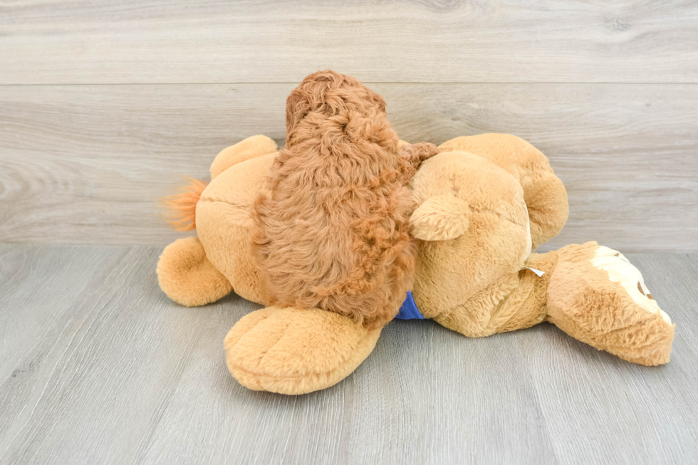 Cavapoo Puppy for Adoption