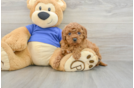 Funny Cavapoo Poodle Mix Pup