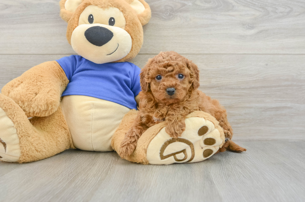7 week old Cavapoo Puppy For Sale - Lone Star Pups