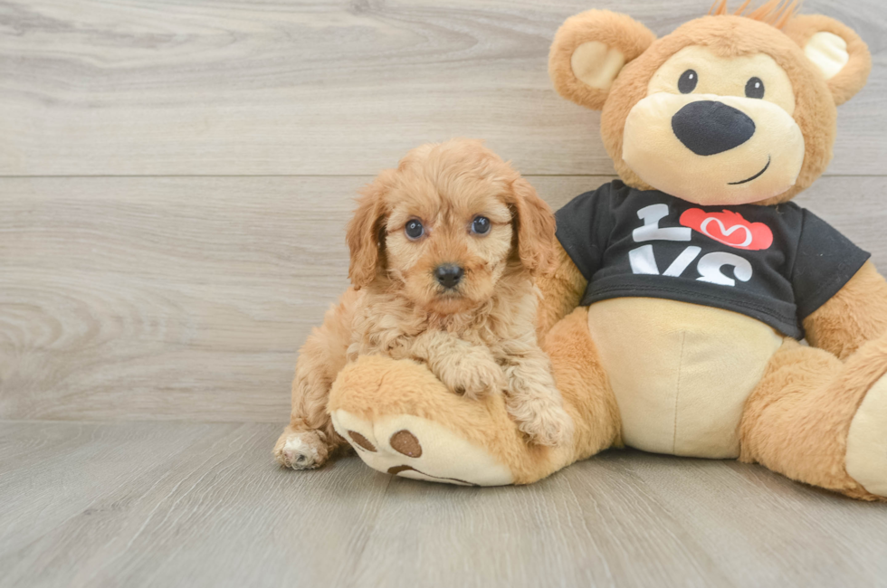 6 week old Cavapoo Puppy For Sale - Lone Star Pups
