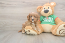 Cavapoo Pup Being Cute