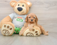 7 week old Cavapoo Puppy For Sale - Lone Star Pups