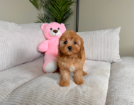 9 week old Cavapoo Puppy For Sale - Lone Star Pups