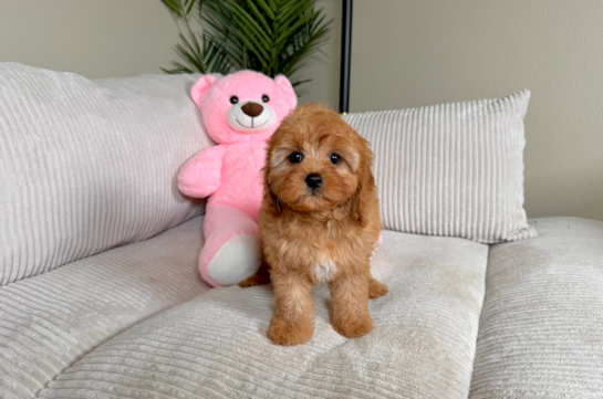 Cavapoo Puppy for Adoption