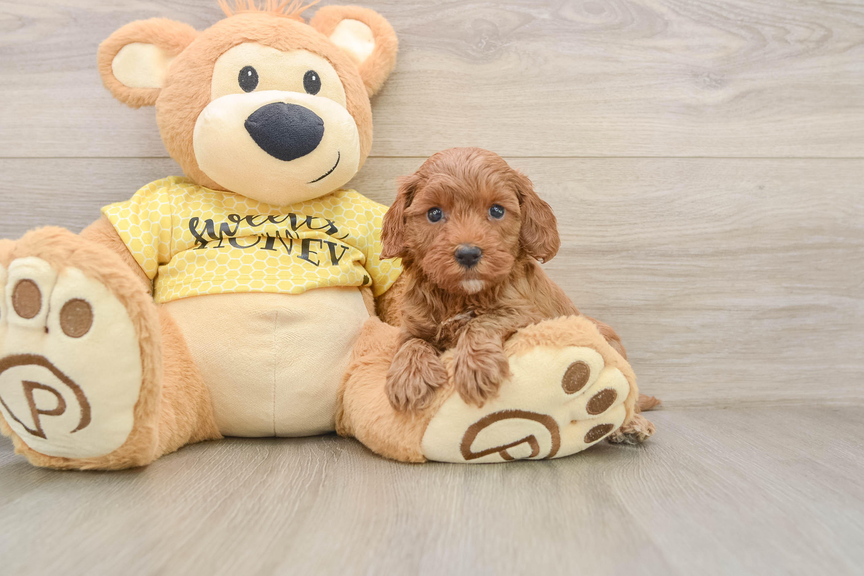 Best Cavapoo Baby