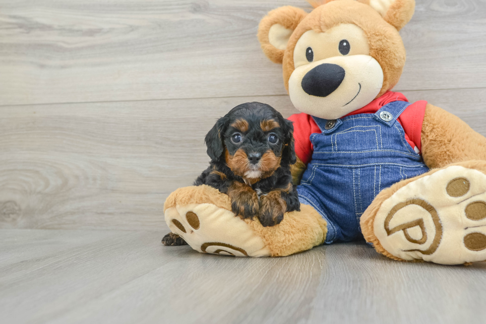 Cavapoo Pup Being Cute