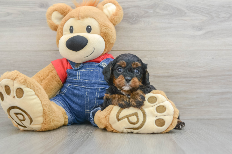 6 week old Cavapoo Puppy For Sale - Lone Star Pups