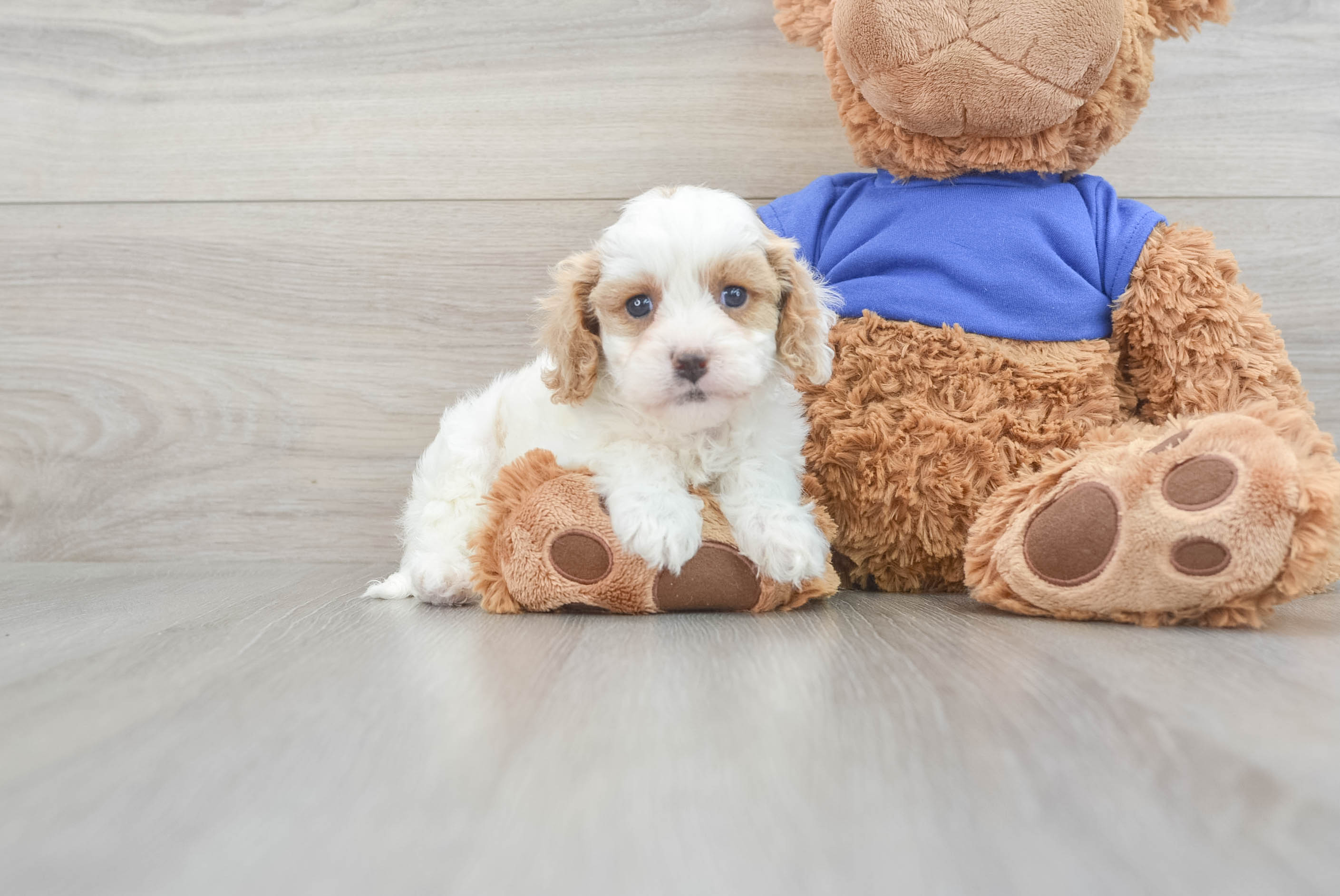 Popular Cavapoo Poodle Mix Pup