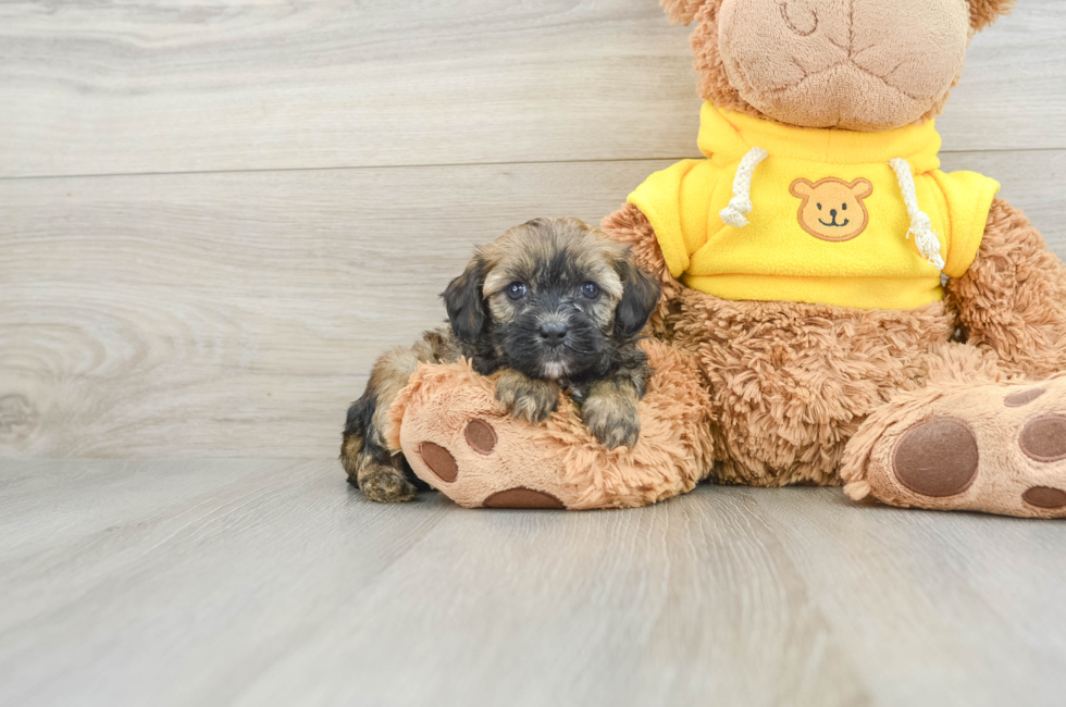 6 week old Cavapoo Puppy For Sale - Lone Star Pups