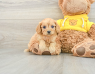 9 week old Cavapoo Puppy For Sale - Lone Star Pups