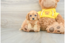 Cavapoo Puppy for Adoption