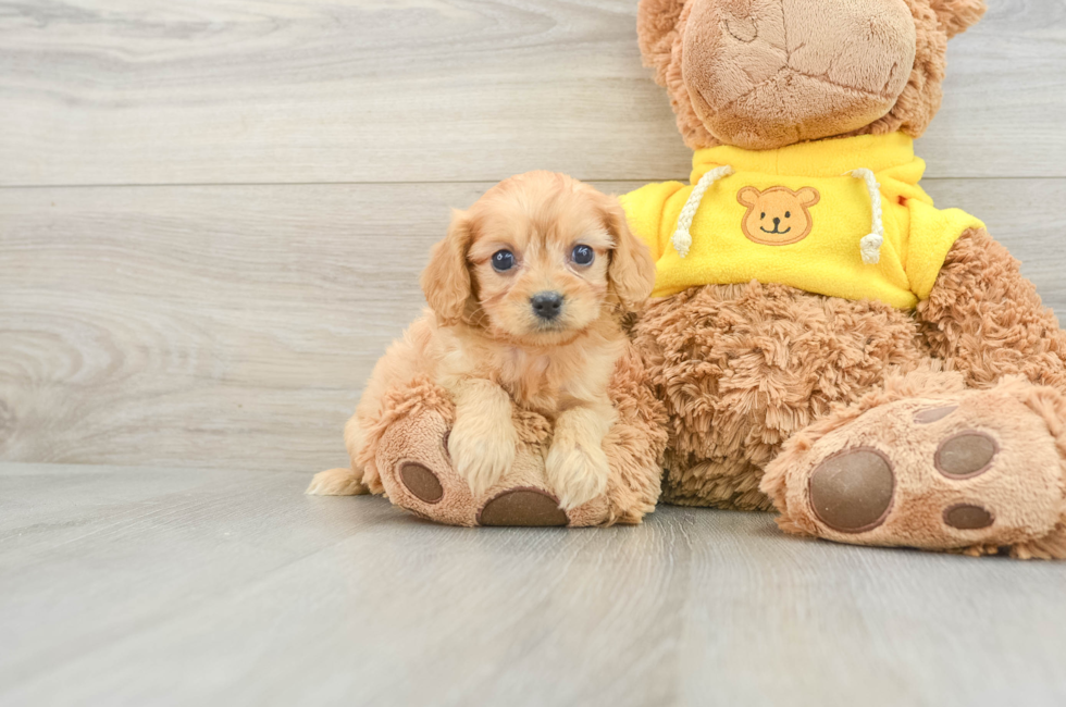 9 week old Cavapoo Puppy For Sale - Lone Star Pups