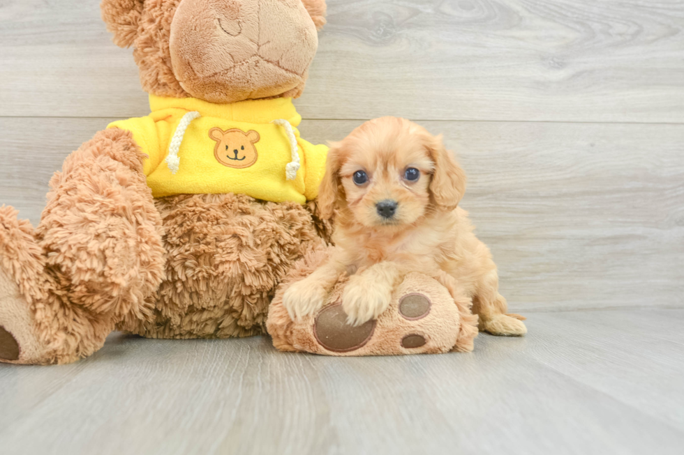 Cavapoo Pup Being Cute