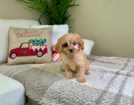 9 week old Cavapoo Puppy For Sale - Lone Star Pups