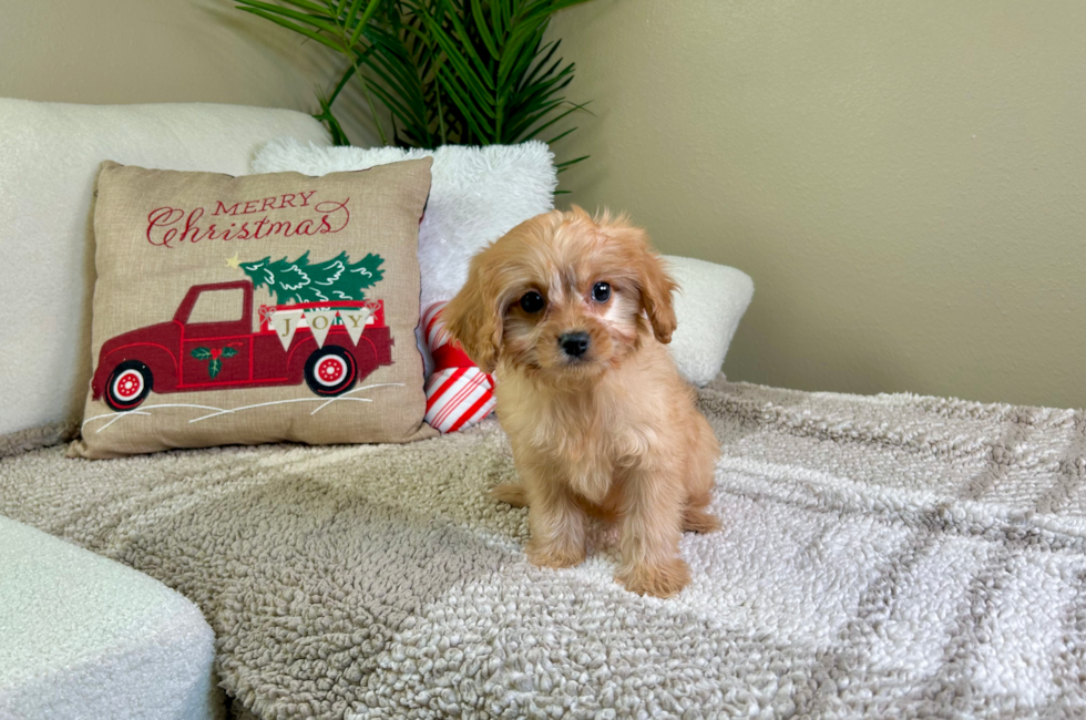 9 week old Cavapoo Puppy For Sale - Lone Star Pups