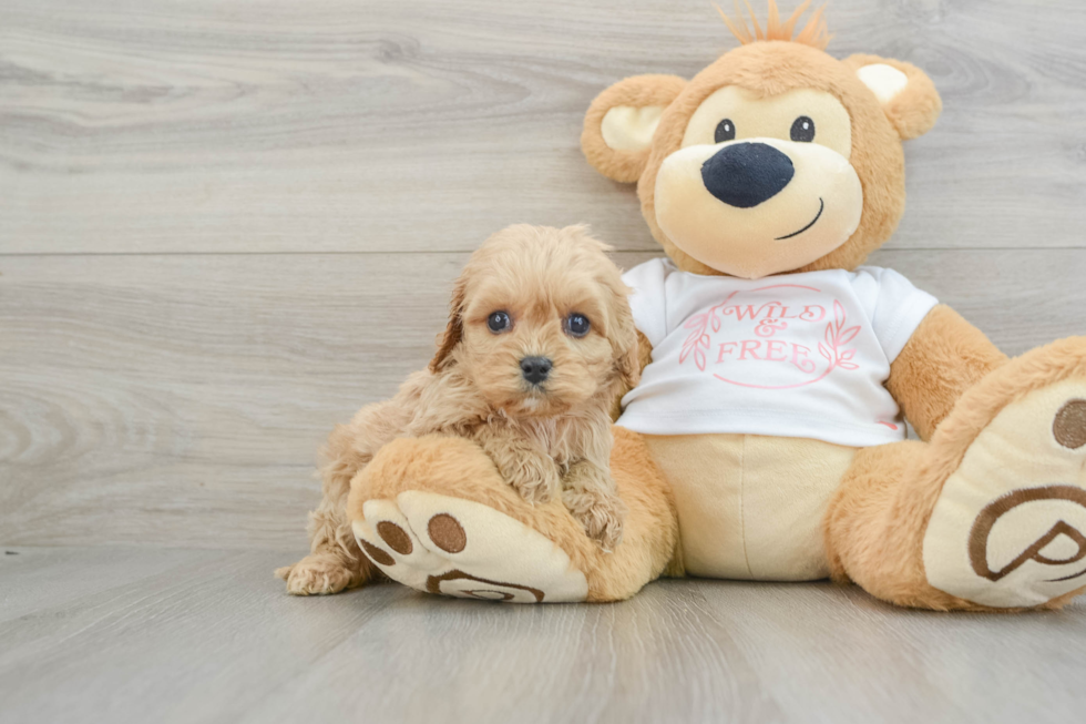 Happy Cavapoo Baby