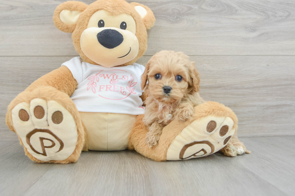 Cavapoo Pup Being Cute