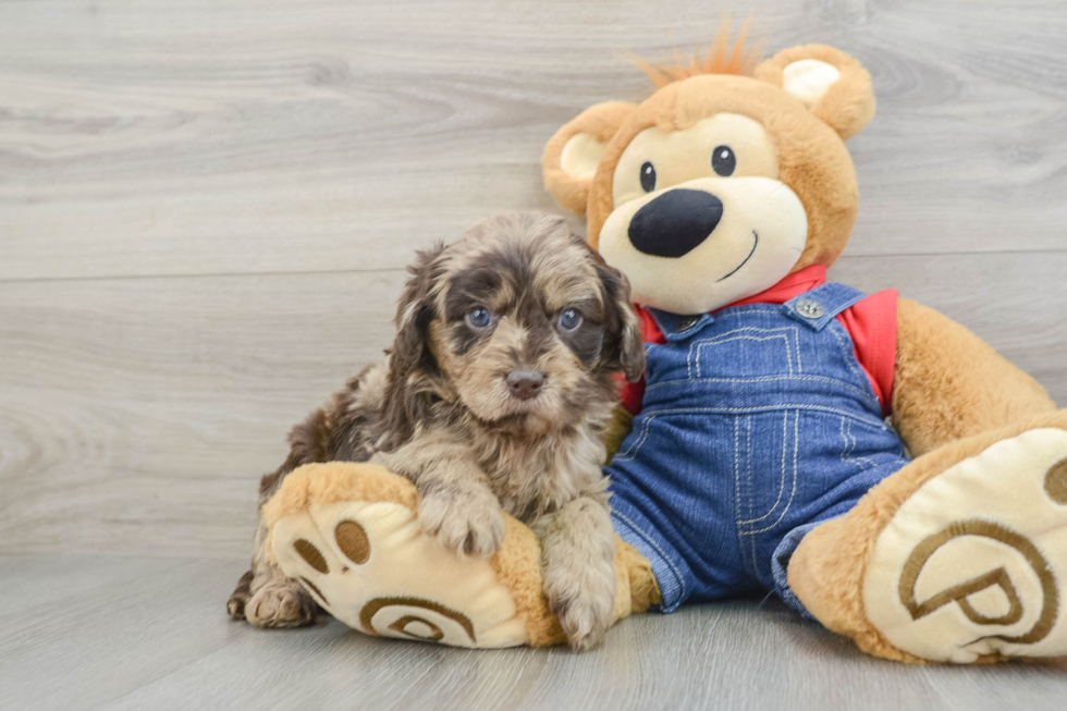 Smart Cavapoo Poodle Mix Pup