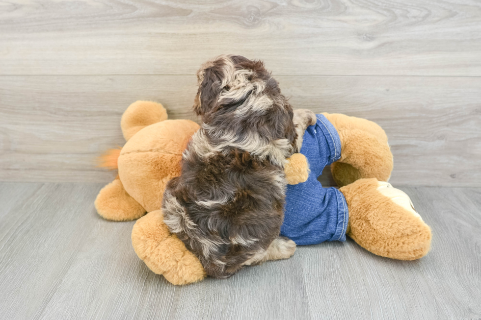 Cavapoo Pup Being Cute