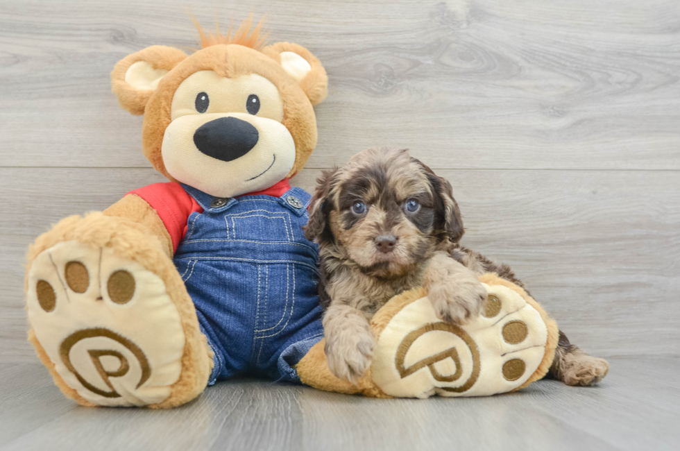 5 week old Cavapoo Puppy For Sale - Lone Star Pups