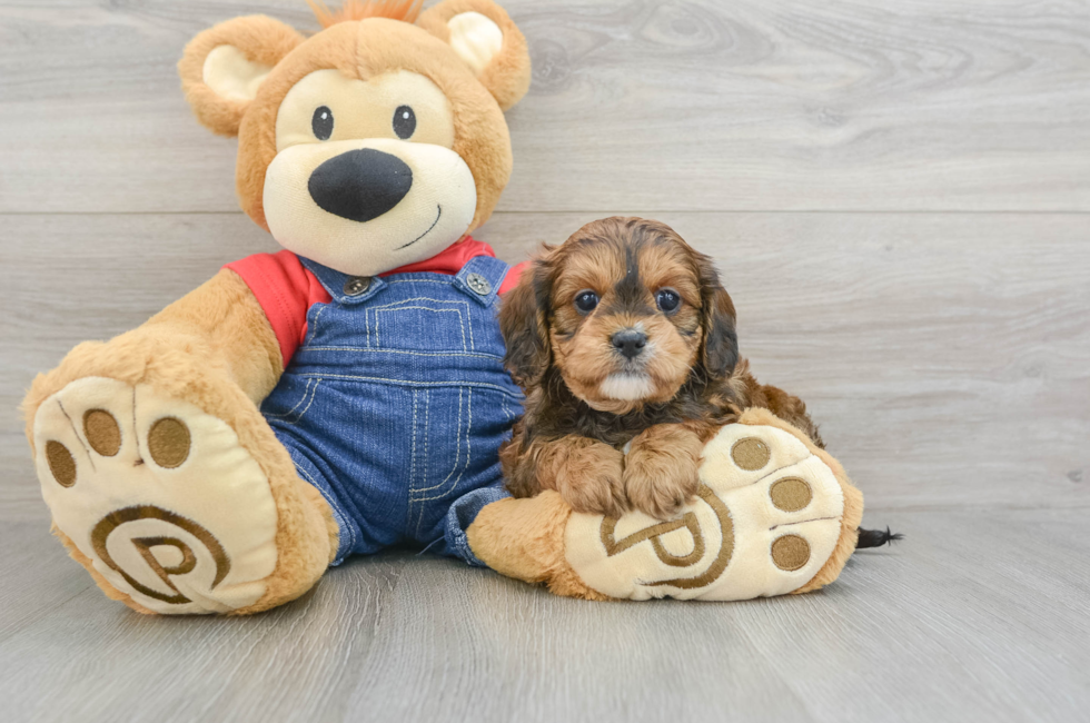 6 week old Cavapoo Puppy For Sale - Lone Star Pups