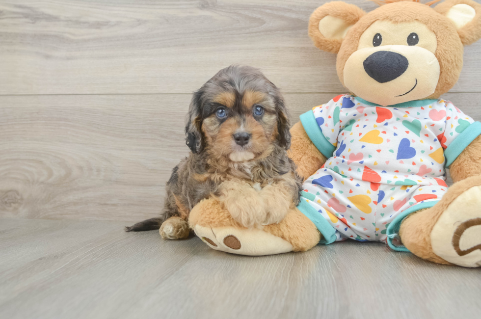 6 week old Cavapoo Puppy For Sale - Lone Star Pups