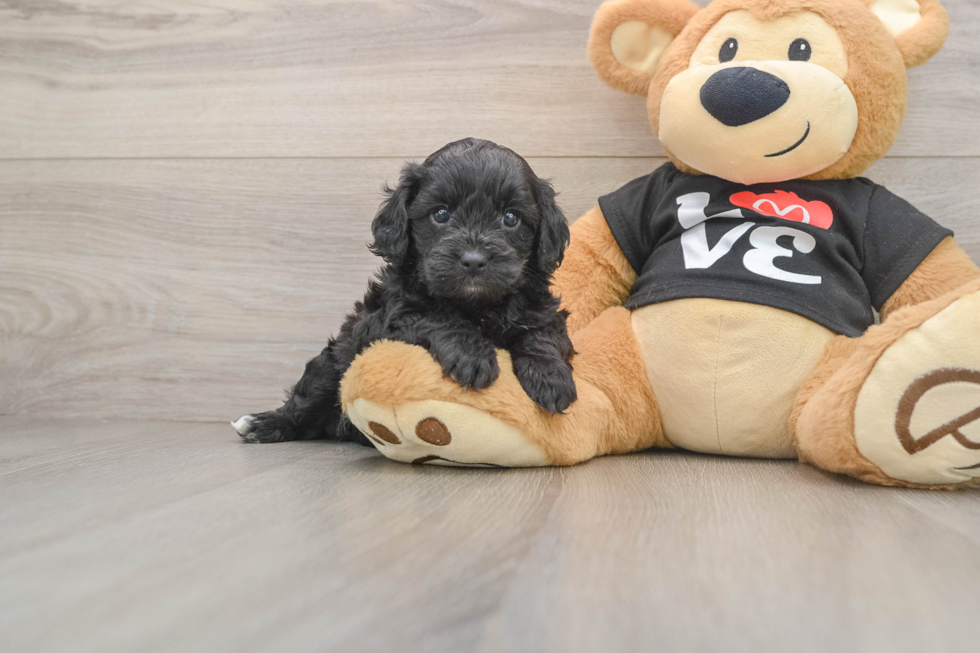 Best Cavapoo Baby