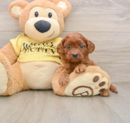8 week old Cavapoo Puppy For Sale - Lone Star Pups