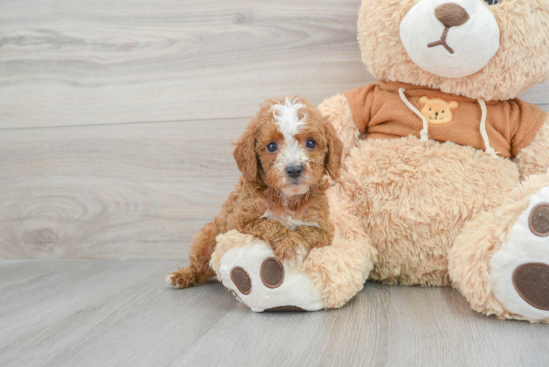 Meet Jessica - our Cavapoo Puppy Photo 1/3 - Lone Star Pups