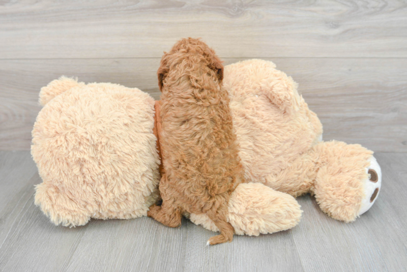 Meet Jessica - our Cavapoo Puppy Photo 2/3 - Lone Star Pups