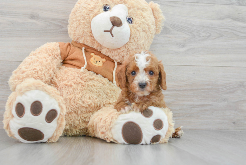 Meet Jessica - our Cavapoo Puppy Photo 3/3 - Lone Star Pups