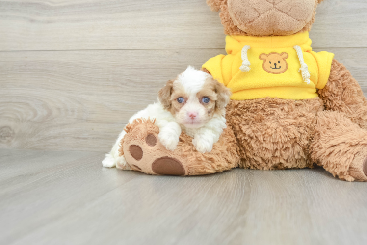 Playful Cavapoodle Poodle Mix Puppy