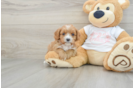 Cavapoo Puppy for Adoption