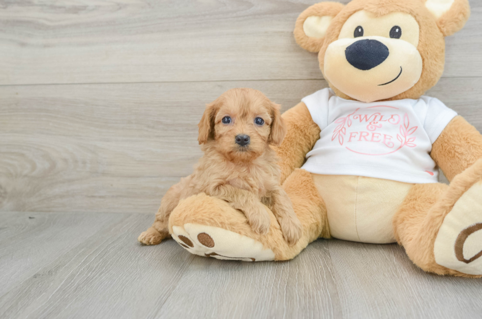 5 week old Cavapoo Puppy For Sale - Lone Star Pups