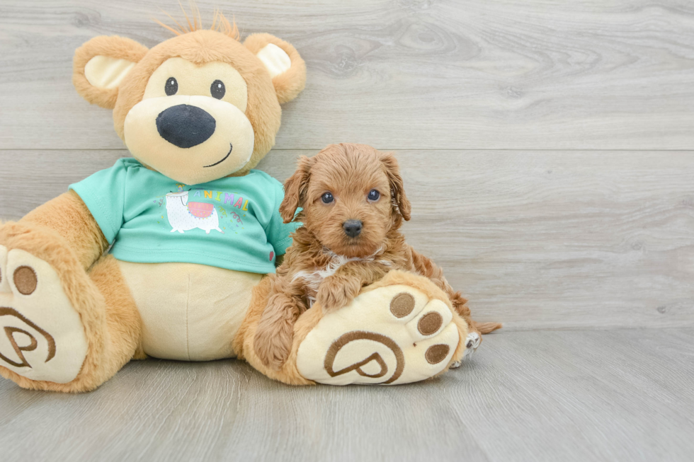 Cavapoo Pup Being Cute