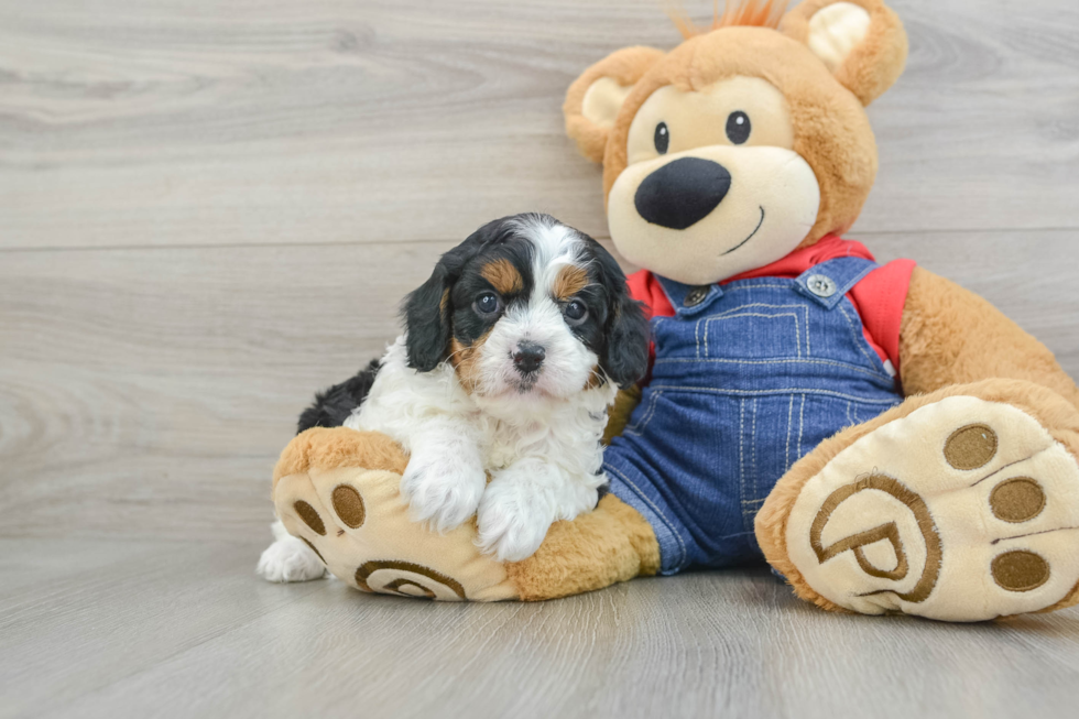 Cavapoo Puppy for Adoption