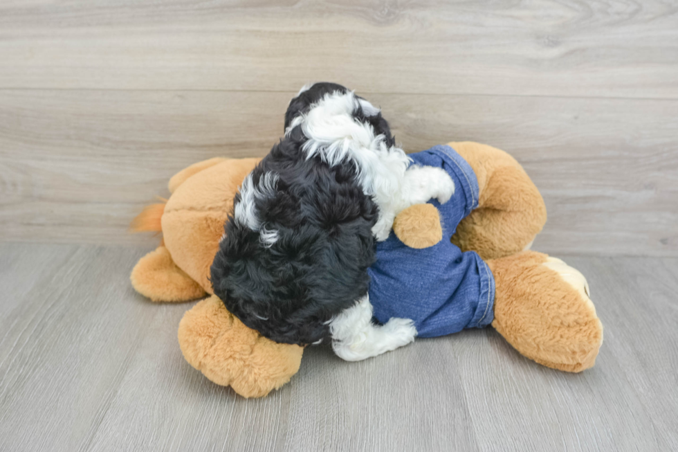 Popular Cavapoo Poodle Mix Pup