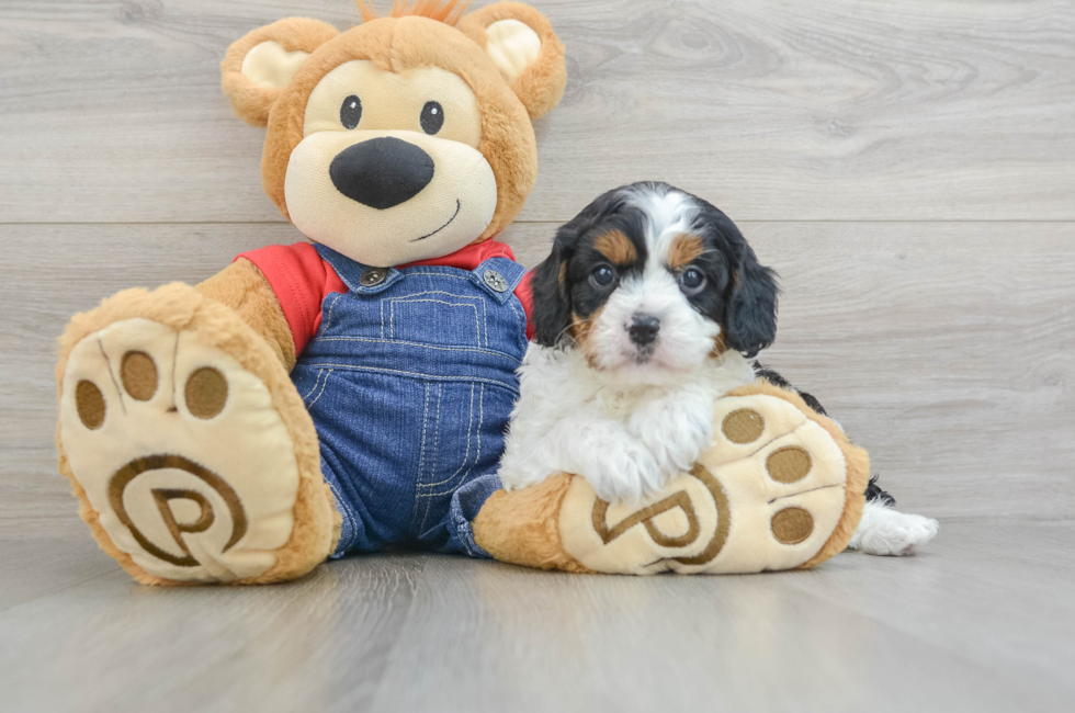 6 week old Cavapoo Puppy For Sale - Lone Star Pups