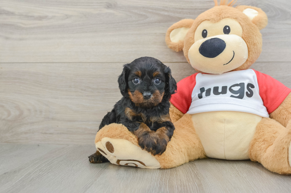 Friendly Cavapoo Baby