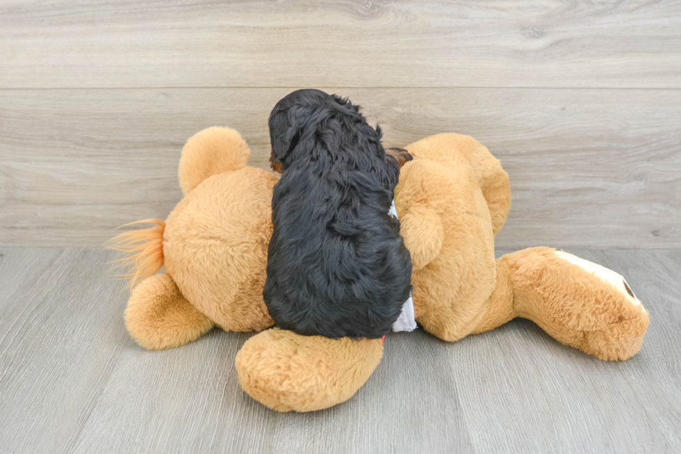 Cavapoo Pup Being Cute