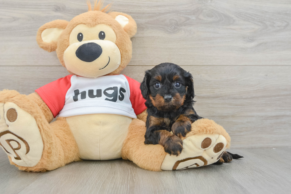 Small Cavapoo Baby
