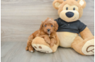 Cavapoo Pup Being Cute